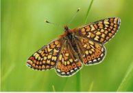 Marsh Fritillary 2005 - Clive Burrows